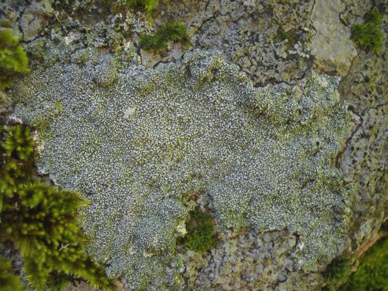 lichene su muretto a secco